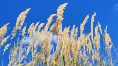 Kuru otların çalıları, güneşli yaz gününde beyaz bulutlarla mavi gökyüzünün arka planında rüzgarda sallanıyor. Kuru çimler, yeşil yapraklar. Yaygın Reed rüzgârda savruluyor. Vahşi doğa ortamı