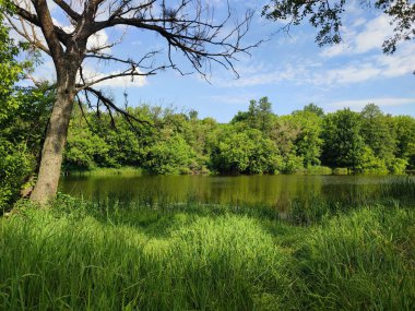 Yeşil yapraklı ağaçlar, yeşil yapraklı çalılar nehir kıyısında yeşil çimenler ve güneşli bir bahar gününde beyaz bulutlu mavi gökyüzü. Doğa. Doğal arkaplan