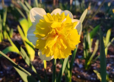 Yeşil saplı büyük sarı narsisli çiçek ve güneşli bahar gününde kara toprakta büyüyen yeşil yapraklar. Bitkisel çiçek nergis. Çiçek, taç yaprakları ve erkek organları. Doğa bitkileri