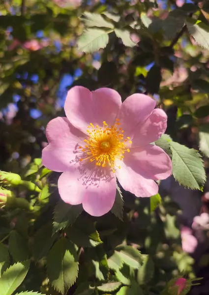 Güneşli yaz gününde çalılıklarda pembe gül çiçeği. Güllük gülistanlık. Yeşil yapraklı bir çalılıkta çiçek açan bir sürü sarı gül goncası olan pembe taç yaprakları. Doğal güneş ışığı. Doğa doğal.