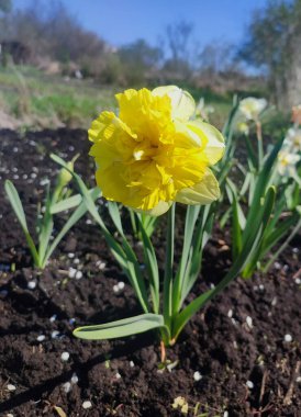Yeşil saplı büyük sarı narsisli çiçek ve güneşli bahar gününde kara toprakta büyüyen yeşil yapraklar. Bitkisel çiçek nergis. Çiçek, taç yaprakları ve erkek organları. Doğa bitkileri