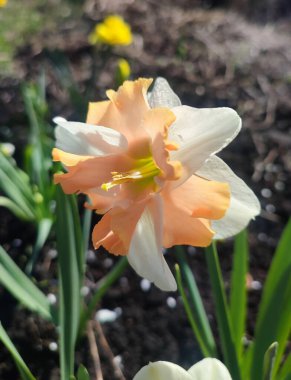 Narcissus yaklaş. Beyaz turuncu yapraklı güzel çiçek, erkek organlar ve yeşil yapraklar güneşli bahar gününde toprakta yetişir. Seçici üreme. Yapay olarak yetiştirilmiş bitki. Tarımsal nergis otu.