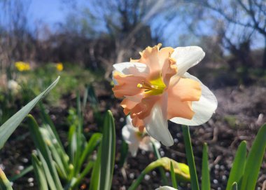 Narcissus yaklaş. Beyaz turuncu yapraklı güzel çiçek, erkek organlar ve yeşil yapraklar güneşli bahar gününde toprakta yetişir. Seçici üreme. Yapay olarak yetiştirilmiş bitki. Tarımsal nergis otu.