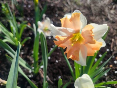 Narcissus yaklaş. Beyaz turuncu yapraklı güzel çiçek, erkek organlar ve yeşil yapraklar güneşli bahar gününde toprakta yetişir. Seçici üreme. Yapay olarak yetiştirilmiş bitki. Tarımsal nergis otu.