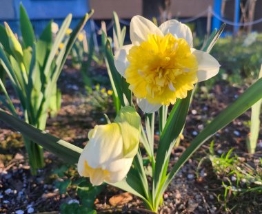 Yeşil saplı büyük sarı narsisli çiçek ve güneşli bahar gününde kara toprakta büyüyen yeşil yapraklar. Bitkisel çiçek nergis. Çiçek, taç yaprakları ve erkek organları. Doğa bitkileri