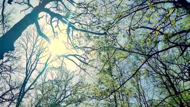 Güneşli bir bahar günü, parktaki mavi gökyüzüne karşı, dallarında güneş parıldayan taze, yeşil yapraklarla siyah ağaç dallarının görüntüsü. Doğa. Doğal arka plan. Alt görünüm