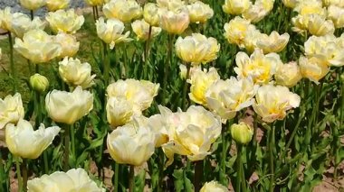 Beyaz laleler. Güneşli bahar gününde çiçek açan bej rengi lale. Parlak lale çiçek açıyor. Büyük taç yapraklarıyla açan çiçekler. Çiçek açan çiçekler gibi. Ebedi otçul soğanlı bitkiler. Doğal arkaplan