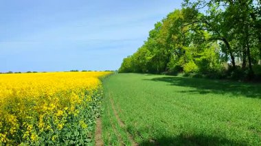 Sarı kolza tohumu, yeşil çavdar, büyüyen ağaçlar, ufuk çizgisi ve güneşli yaz gününde mavi gökyüzü. Kolza tohumu tarlası, büyüyen çavdar, ağaçlar ve mavi gökyüzü arasındaki görsel çizgiler. Doğal arkaplan