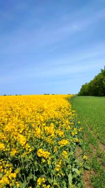 Sarı kolza tohumu, yeşil çavdar, büyüyen ağaçlar, ufuk çizgisi ve güneşli yaz gününde mavi gökyüzü. Kolza tohumu tarlası, büyüyen çavdar, ağaçlar ve gökyüzü arasındaki görsel çizgiler. Doğal arkaplan dikey