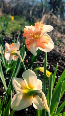 Narcissus. Beyaz turuncu yapraklı çiçekler, erkek organlar ve yeşil yapraklar güneşli bahar günlerinde toprakta yetişir. Seçici üreme. Yapay olarak yetiştirilmiş bitki. Gelişmiş nergis dikey