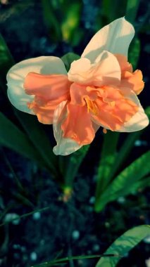 Narcissus. Beyaz turuncu yapraklı çiçekler, erkek organlar ve yeşil yapraklar güneşli bahar günlerinde toprakta yetişir. Seçici üreme. Yapay olarak yetiştirilmiş bitki. Gelişmiş nergis dikey