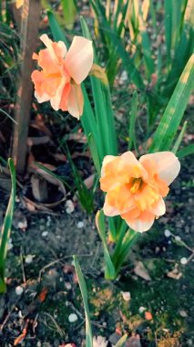Narcissus. Beyaz turuncu yapraklı çiçekler, erkek organlar ve yeşil yapraklar güneşli bahar günlerinde toprakta yetişir. Seçici üreme. Yapay olarak yetiştirilmiş bitki. Gelişmiş nergis dikey