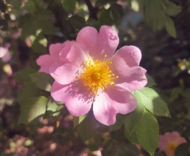 Güneşli yaz gününde çalılıklarda pembe gül çiçeği. Güllük gülistanlık. Yeşil yapraklı bir çalılıkta çiçek açan bir sürü sarı gül goncası olan pembe taç yaprakları. Doğal güneş ışığı. Doğa doğal.