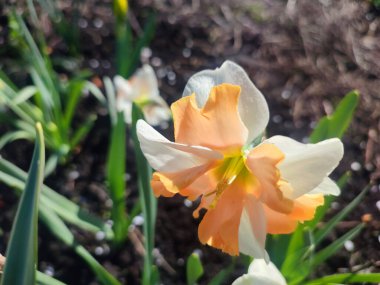 Narcissus yaklaş. Beyaz turuncu yapraklı güzel çiçek, erkek organlar ve yeşil yapraklar güneşli bahar gününde toprakta yetişir. Seçici üreme. Yapay olarak yetiştirilmiş bitki. Tarımsal nergis otu.
