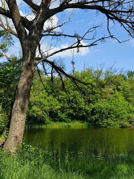 Yeşil yapraklı ağaçlar, yeşil yapraklı çalılar nehir kıyısında yeşil çimenler ve güneşli bir bahar gününde beyaz bulutlu mavi gökyüzü. Doğa. Doğal arkaplan
