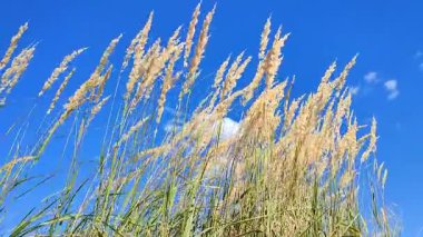 Kuru otların çalıları, güneşli yaz gününde beyaz bulutlarla mavi gökyüzünün arka planında rüzgarda sallanıyor. Kuru çimler, yeşil yapraklar. Yaygın Reed rüzgârda savruluyor. Vahşi doğa ortamı