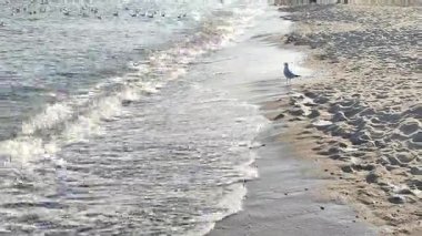 Güneşli bir sonbahar gününde kumlu sahilde beyaz köpüklü deniz dalgaları yuvarlanıyor. Sakin rüzgarsız deniz. Doğa geçmişi. Doğal zemin. Bej beyaz gri mavi renkler