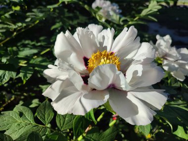 Beyaz ağaçlı şakayık çiçeği. Büyük beyaz taç yaprakları, sarı erkek çiçekleri ve güneşli bir günde yeşil yapraklarla çiçek açan şakayık çiçekleri. Bahar çiçekleri açıyor. Çiçekçilik. Çiçek açmış..