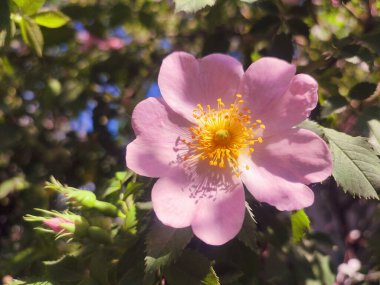Güneşli yaz gününde çalılıklarda pembe gül çiçeği. Güllük gülistanlık. Yeşil yapraklı bir çalılıkta çiçek açan bir sürü sarı gül goncası olan pembe taç yaprakları. Doğal güneş ışığı. Doğa doğal.