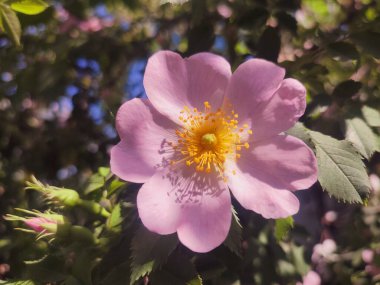 Güneşli yaz gününde çalılıklarda pembe gül çiçeği. Güllük gülistanlık. Yeşil yapraklı bir çalılıkta çiçek açan bir sürü sarı gül goncası olan pembe taç yaprakları. Doğal güneş ışığı. Doğa doğal.