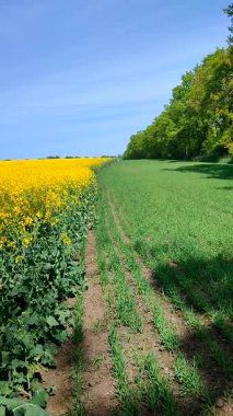 Sarı kolza tohumu, yeşil çavdar, büyüyen ağaçlar, ufuk çizgisi ve güneşli yaz gününde mavi gökyüzü. Kolza tohumu tarlası, büyüyen çavdar, ağaçlar ve gökyüzü arasındaki görsel çizgiler. Doğal arkaplan dikey