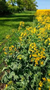 Sarı kolza tohumu, yeşil çavdar, büyüyen ağaçlar, ufuk çizgisi ve güneşli yaz gününde mavi gökyüzü. Kolza tohumu tarlası, büyüyen çavdar, ağaçlar ve gökyüzü arasındaki görsel çizgiler. Doğal arkaplan dikey