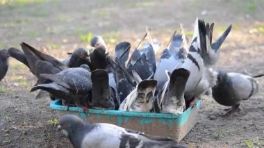 Kuş yemi. Güneşli bir sabahta kâseden yemek yiyen güvercin sürüsü. Bir sürü güvercin tabaktan yemek gagalıyor. Cesetler, kanatlar, tüyler, güvercin kuşlarının kuyrukları. Kuş üreten güvercinler. Tüylü