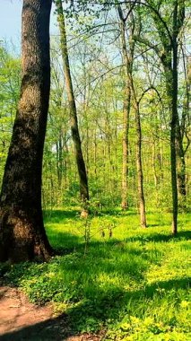 Güneşli bahar gününde ormanda parlak yeşil yapraklar. Yeşil çalılar, çimenler ve ağaçlardaki yapraklar bahar günü güneşle aydınlatılıyor. Parktaki çayır yemyeşil. Doğa. Doğal arka plan. Dikey