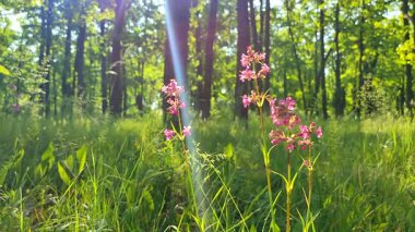 Pembe çiçekler ve yeşil yapraklar güneşli bir günde yeşil bahar ormanında parlak güneş tarafından aydınlatılıyor. Parlak çiçekler. Bahar yazında vahşi yaşam. Güneş ışınları. Bitki örtüsü. Doğal arkaplan Doğa arkaplanı