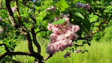 Güneşli bir bahar gününde, bir çalılık dalında güneş tarafından aydınlatılan yeşil yapraklı pembe çiçek leylağı. Parlak çiçekler. Bitki örtüsü. Doğal arkaplan Doğa arkaplanı