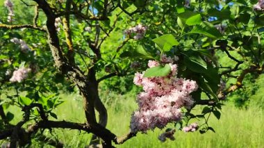 Güneşli bir bahar gününde, bir çalılık dalında güneş tarafından aydınlatılan yeşil yapraklı pembe çiçek leylağı. Parlak çiçekler. Bitki örtüsü. Doğal arkaplan Doğa arkaplanı