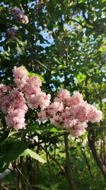 Yeşil yapraklı pembe çiçek leylağı, güneşli bahar günlerinde çalılık dalında güneş tarafından aydınlatılır. Parlak çiçekler. Bitki örtüsü. Doğal arkaplan Doğa dikey arkaplan