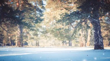 Kışın güneşli bir günde ormanda büyük çam ağaçları. Kar taneleri yağıyor. Döngüsüz animasyon metin arkaplanı. Hareket hareketli döngü arkaplanı