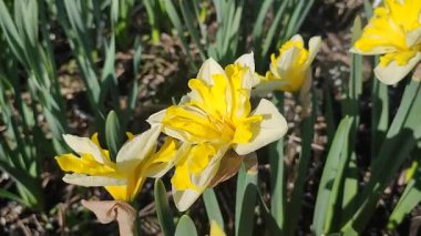 Güneşli bahar gününde çiçek açan narsis çiçeği. Narcissus çeşitliliğinde çeşitli muz serpintisi. Yeşil saplı ve yapraklı mantarlı beyaz yapraklar üzerine sarı yapraklar.