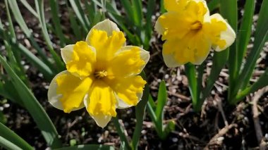 Güneşli bahar gününde çiçek açan narsis çiçeği. Narcissus çeşitliliğinde çeşitli muz serpintisi. Yeşil saplı ve yapraklı mantarlı beyaz yapraklar üzerine sarı yapraklar.
