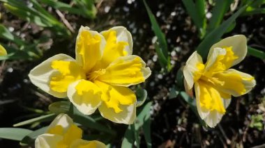 Güneşli bahar gününde çiçek açan narsis çiçeği. Narcissus çeşitliliğinde çeşitli muz serpintisi. Yeşil saplı ve yapraklı mantarlı beyaz yapraklar üzerine sarı yapraklar.