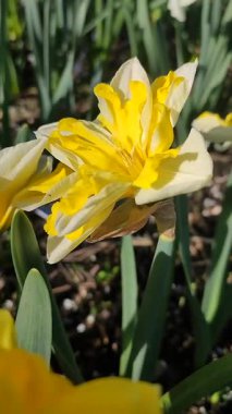 Güneşli bahar gününde çiçek açan narsis çiçeği. Varyete çiçeği narsisli Muz Splash. Beyaz yaprakların üzerine sarı yapraklar oyulmuş. Yeşil saplı erkek organlar. Dikey