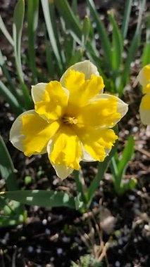 Güneşli bahar gününde çiçek açan narsis çiçeği. Varyete çiçeği narsisli Muz Splash. Beyaz yaprakların üzerine sarı yapraklar oyulmuş. Yeşil saplı erkek organlar. Dikey