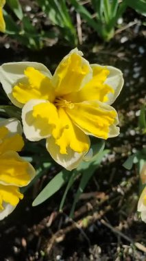 Güneşli bahar gününde çiçek açan narsis çiçeği. Varyete çiçeği narsisli Muz Splash. Beyaz yaprakların üzerine sarı yapraklar oyulmuş. Yeşil saplı erkek organlar. Dikey