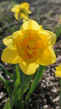Blooming narcissus flower on sunny spring day. Varietal flower of narcissus variety Dick Wilden. Many yellow petals collected in inflorescence on green stem with leaves growing in flower bed. Vertical