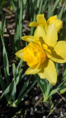 Blooming narcissus flower on sunny spring day. Varietal flower of narcissus variety Dick Wilden. Many yellow petals collected in inflorescence on green stem with leaves growing in flower bed. Vertical