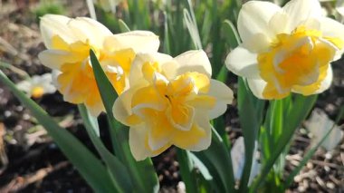 Güneşli bahar gününde açan üç nergis çiçeği. Narsislerin çeşitli çiçekleri Altın İnci. Sarı yapraklar, beyaz taç yaprakları, tomurcuklanma, mantarlar yeşil sapta ve yapraklar toprakta.