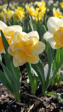 Güneşli bahar gününde açan üç nergis çiçeği. Narsislerin çeşitli çiçekleri Altın İnci. Yeşil saplı ve dikey yapraklı pullu beyaz yapraklı sarı taç yaprakları.