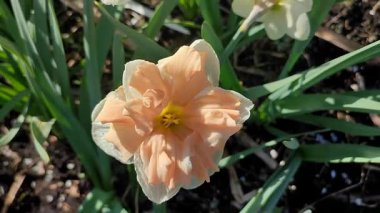 Güneşli bahar gününde çiçek açan narsis çiçeği. Narcissus çeşitliliğindeki kayısı girdabından oluşan çeşitli bir çiçek. Beyaz yaprakların üzerindeki pembe taç yaprakları kabarıklıklarla doludur ve yeşil yaprakların üzerindeki mantarlar toprakta olur.
