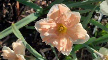 Güneşli bahar gününde çiçek açan narsis çiçeği. Narcissus çeşitliliğindeki kayısı girdabından oluşan çeşitli bir çiçek. Beyaz yaprakların üzerindeki pembe taç yaprakları kabarıklıklarla doludur ve yeşil yaprakların üzerindeki mantarlar toprakta olur.