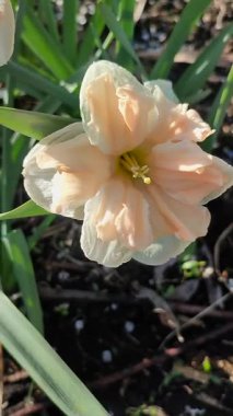 Güneşli bahar gününde çiçek açan narsis çiçeği. Narcissus çeşitliliğindeki kayısı girdabından oluşan çeşitli bir çiçek. Beyaz yapraklar üzerindeki pembe taç yaprakları dolgunluk ve yeşil saptaki mantarlar dikey.