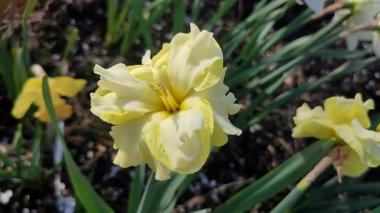 Güneşli bahar gününde çiçek açan narsis çiçeği. Narsisli çeşitli Sunny Side Up çiçekleri. Sarı yapraklar üzerinde sarı yapraklar. Yeşil saplı ve yapraklı ergenler.