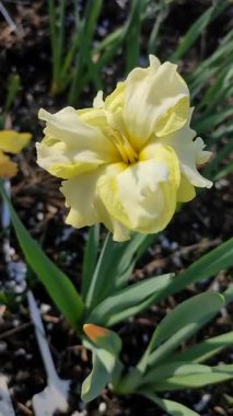 Güneşli bahar gününde çiçek açan narsis çiçeği. Narsisli çeşitli Sunny Side Up çiçekleri. Sarı yaprakların üzerindeki sarı yapraklar, yeşil yaprakların üzerindeki pullarla dolgunlaşır.