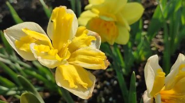 Güneşli bahar gününde çiçek açan narsis çiçeği. Narcissus çeşitliliğinde çeşitli muz serpintisi. Yeşil saplı ve yapraklı mantarlı beyaz yapraklar üzerine sarı yapraklar.