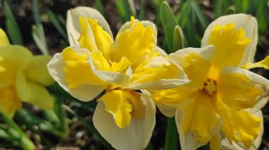 Güneşli bahar gününde çiçek açan narsis çiçeği. Narcissus çeşitliliğinde çeşitli muz serpintisi. Yeşil saplı ve yapraklı mantarlı beyaz yapraklar üzerine sarı yapraklar.